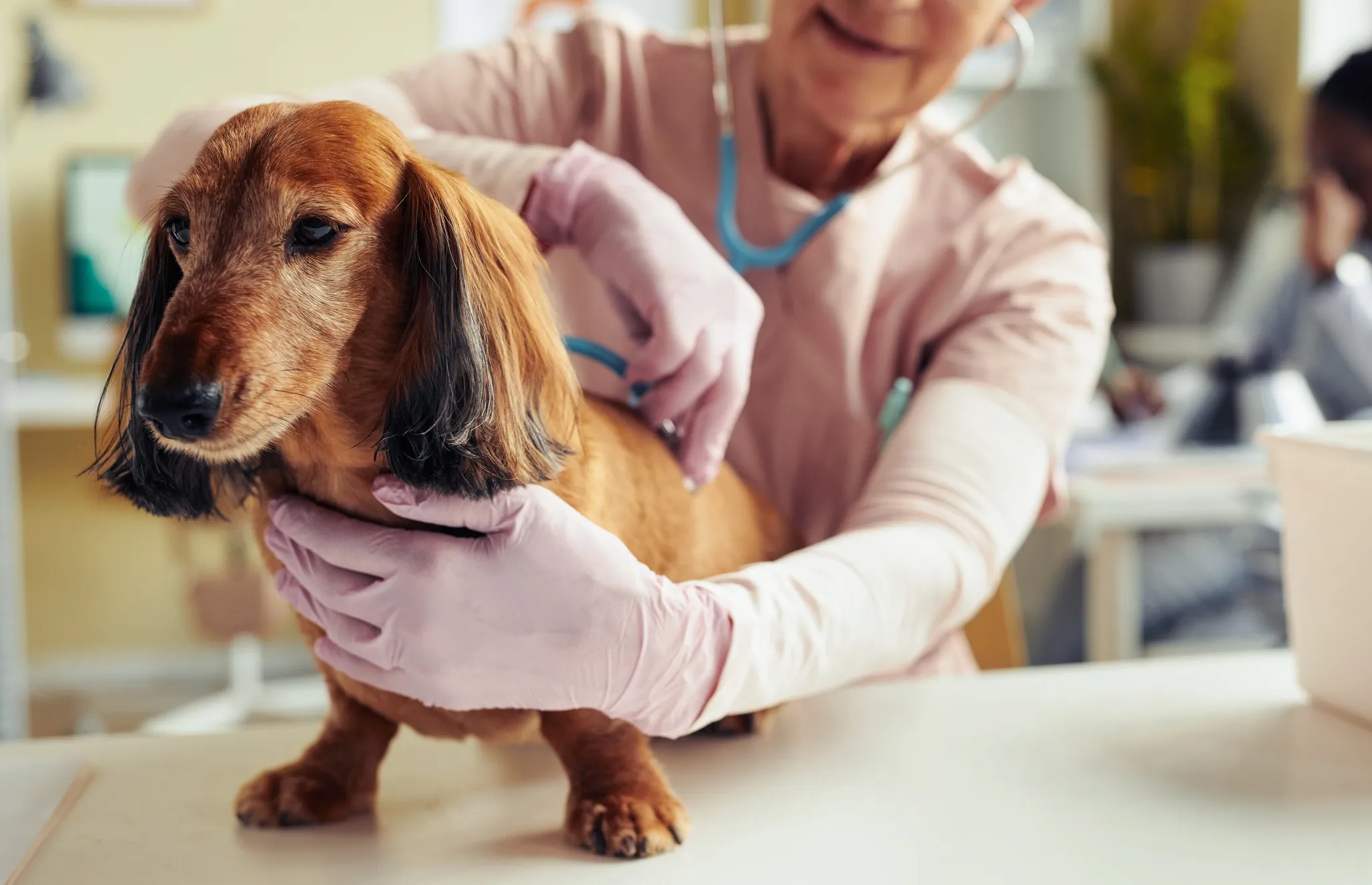 Vet Check-Ups For Your Dog