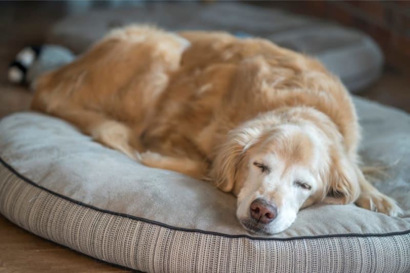 Weight Loss in Older Dogs