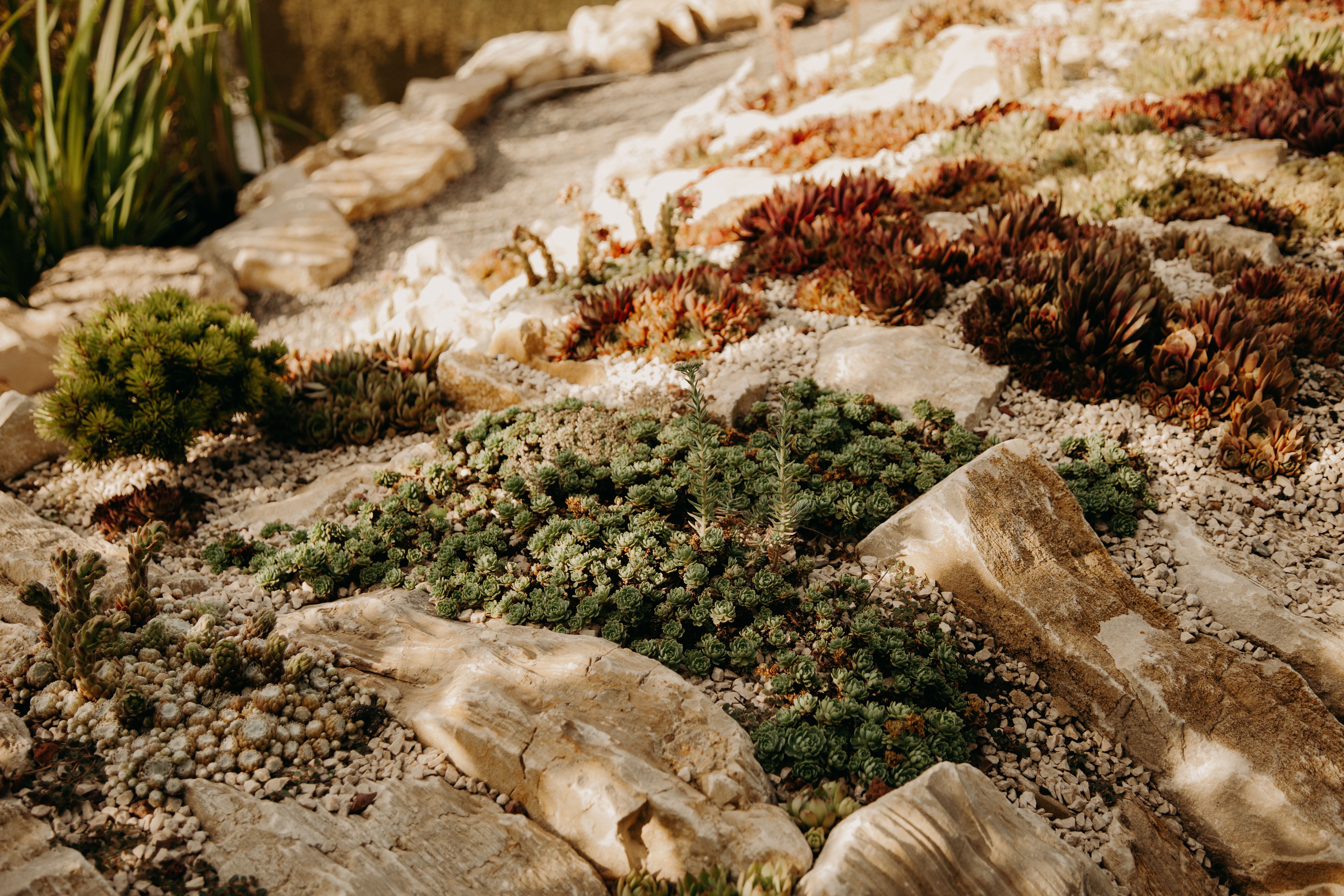 Sunlit rock garden with succulents, a low-maintenance landscaping approach.