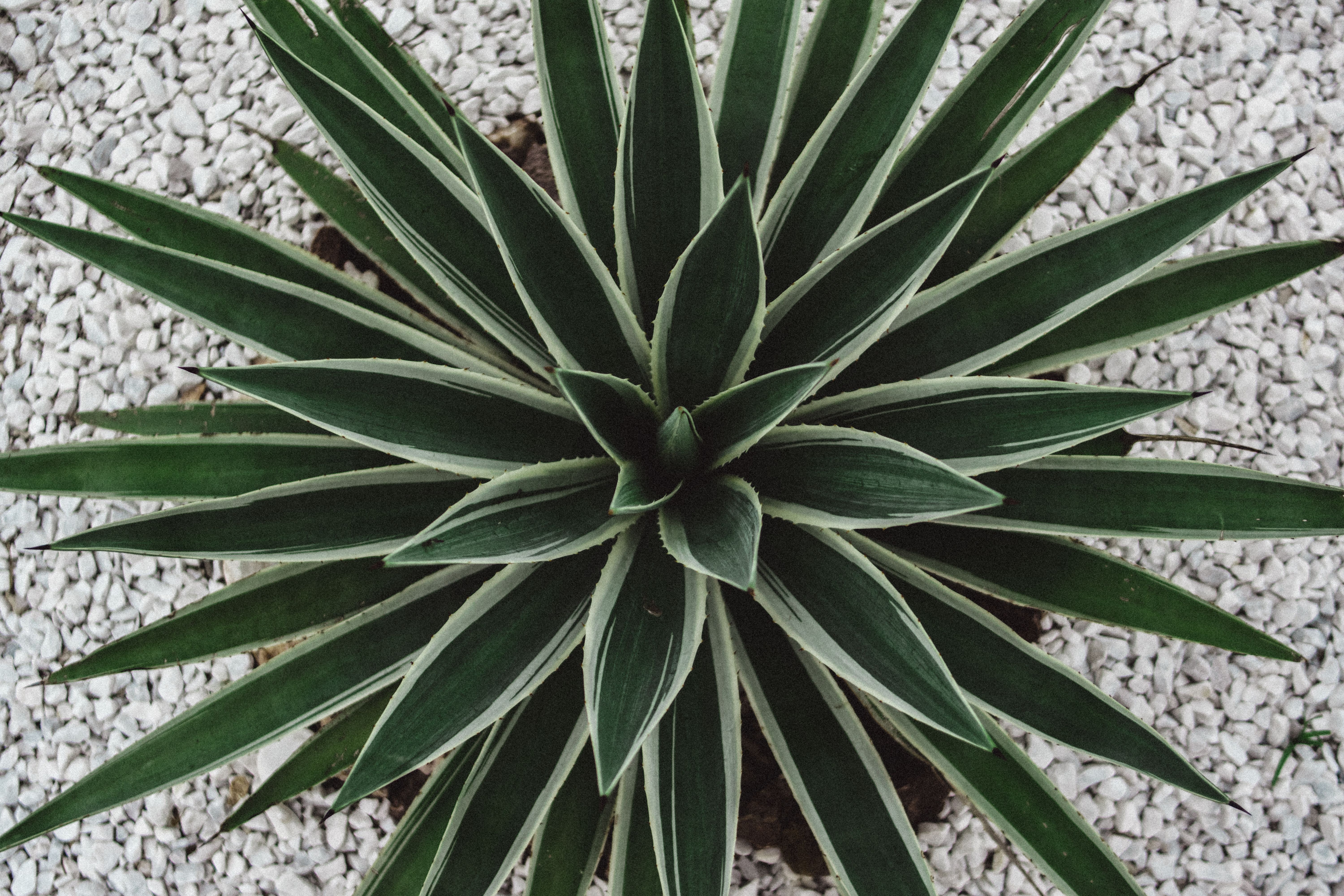 Agave plant growing in white gravel, showcasing a water-wise, easy-care outdoor landscape.